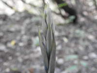 Limodorum abortivum