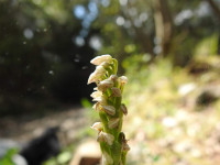Neotinea maculata