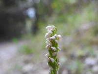 Neotinea maculata
