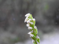 Neotinea maculata