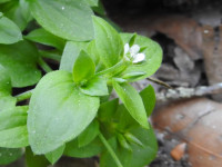Moehringia trinervia