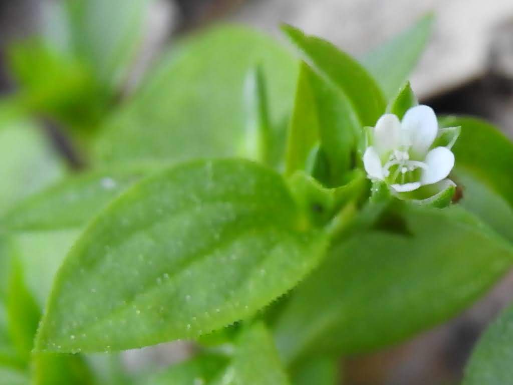 Moehringia trinervia