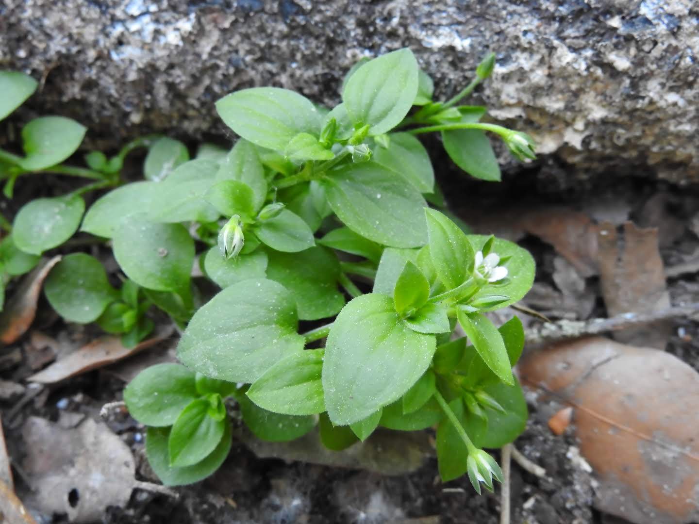 Moehringia trinervia