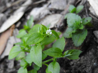 Moehringia trinervia