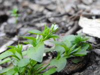 Moehringia trinervia