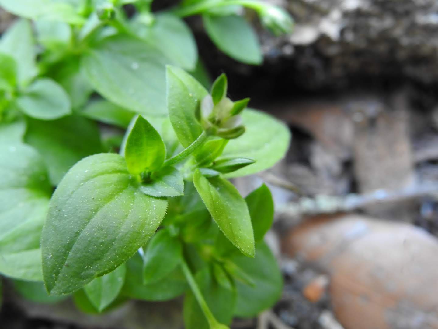 Moehringia trinervia