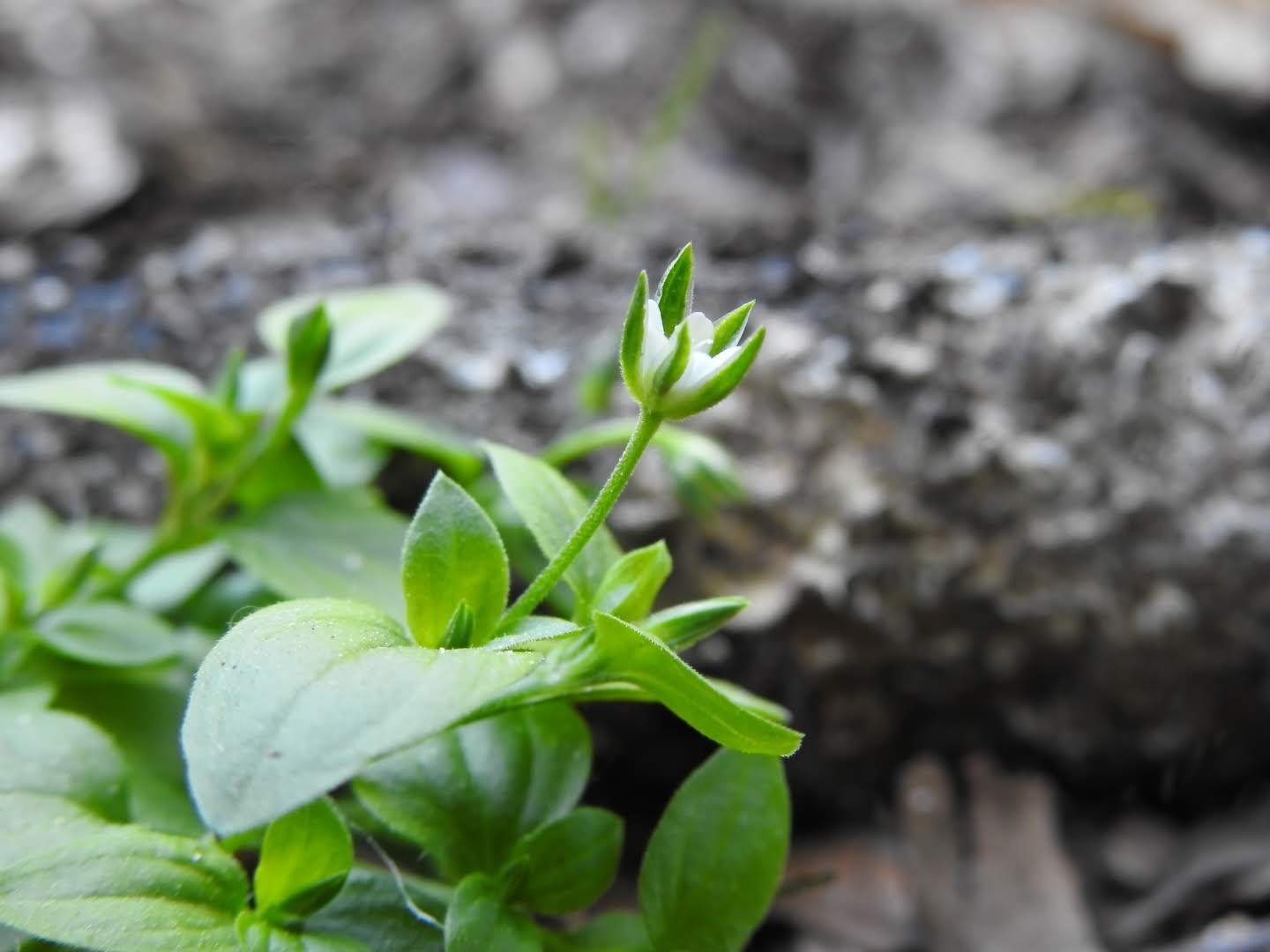 Moehringia trinervia