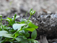 Moehringia trinervia