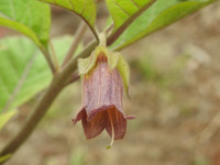 Atropa bella-donna