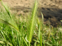 Hordeum murinum