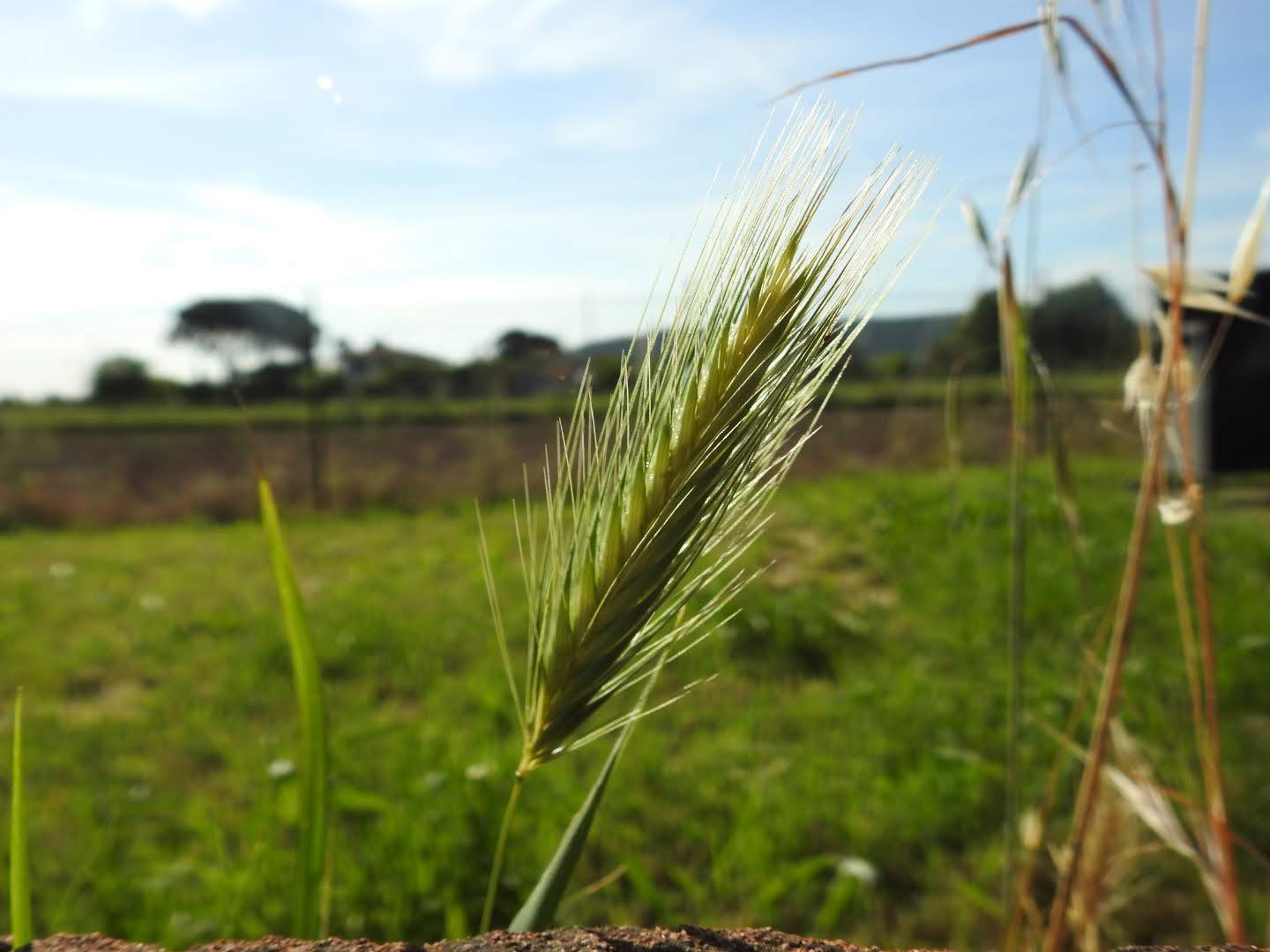 Hordeum murinum
