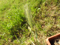 Hordeum murinum