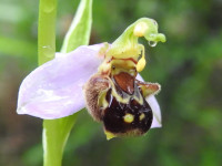 Ophrys apifera