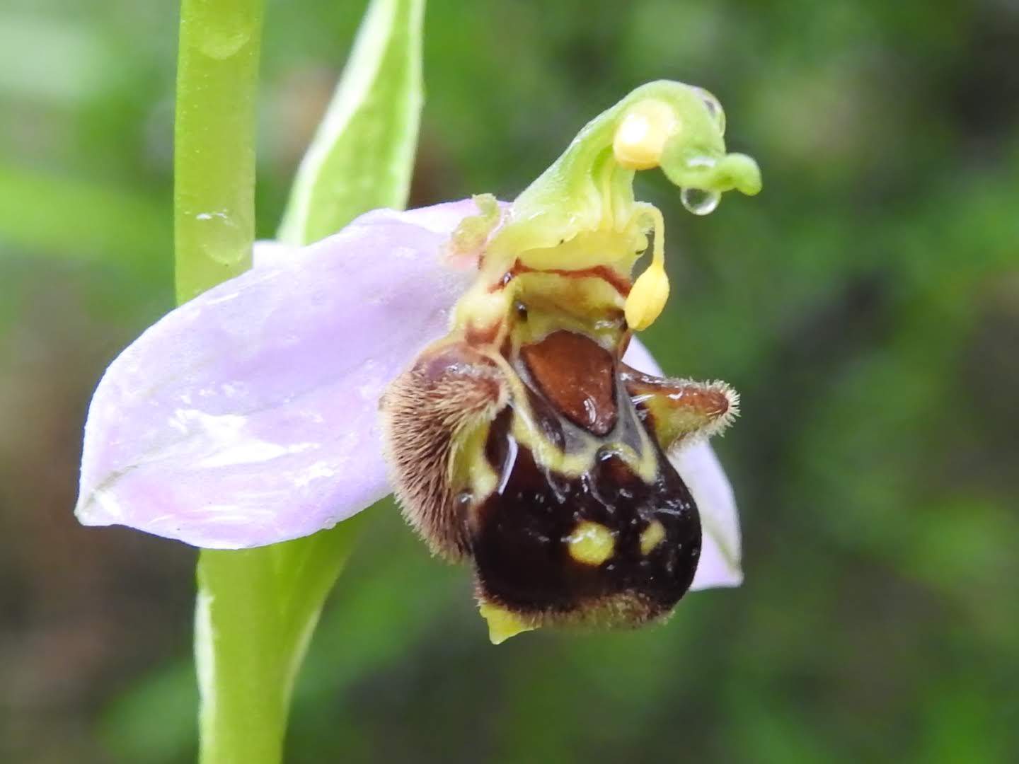 Ophrys apifera