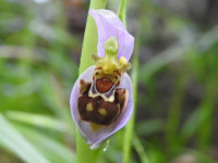 Ophrys apifera