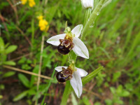 Ophrys apifera