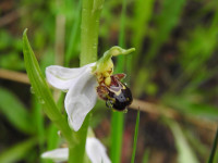 Ophrys apifera