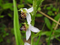 Ophrys apifera