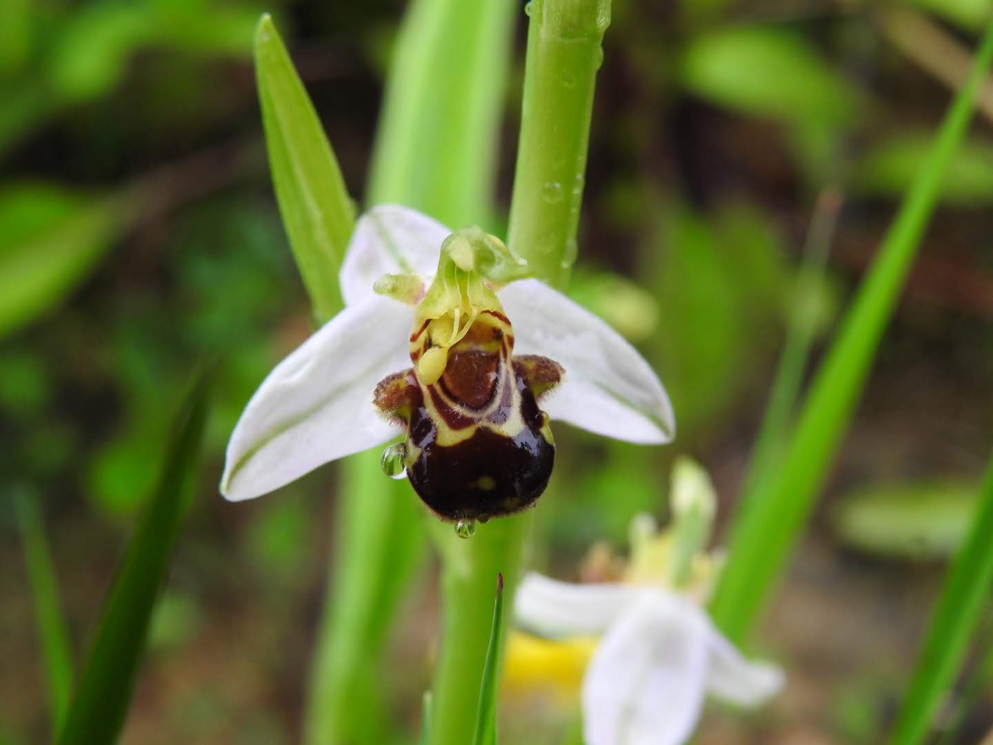 Ophrys apifera