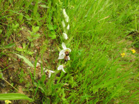 Ophrys apifera