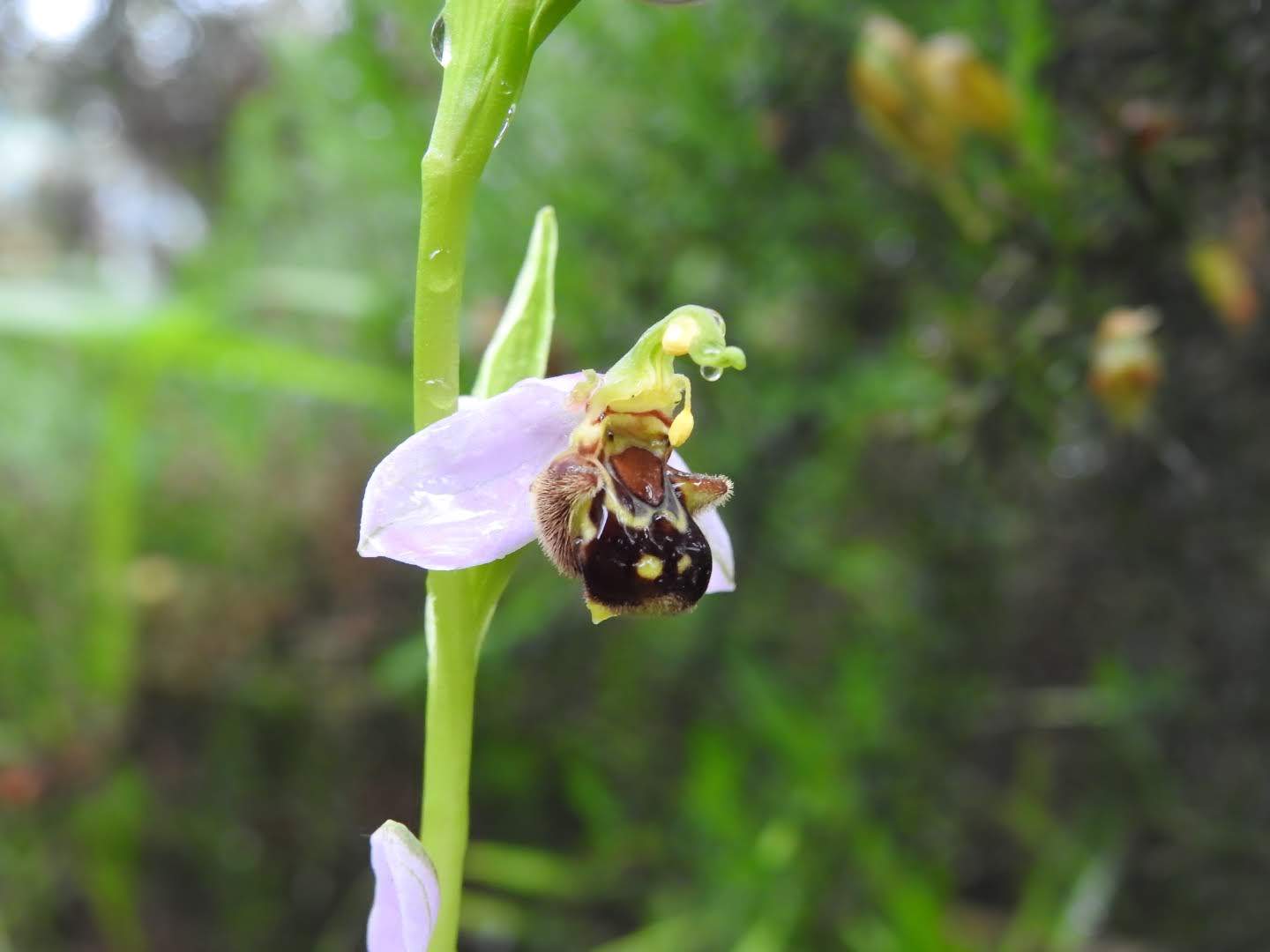 Ophrys apifera