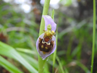 Ophrys apifera