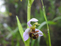 Ophrys apifera