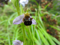 Ophrys apifera