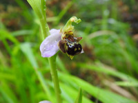 Ophrys apifera
