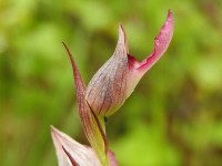 Serapias lingua