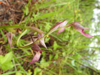 Serapias lingua