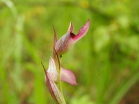 Serapias lingua