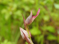 Serapias lingua