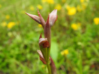 Serapias parviflora