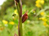 Serapias parviflora