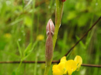 Serapias parviflora