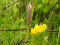 Serapias parviflora