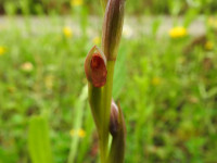 Serapias parviflora