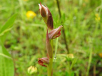 Serapias parviflora