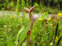 Serapias parviflora