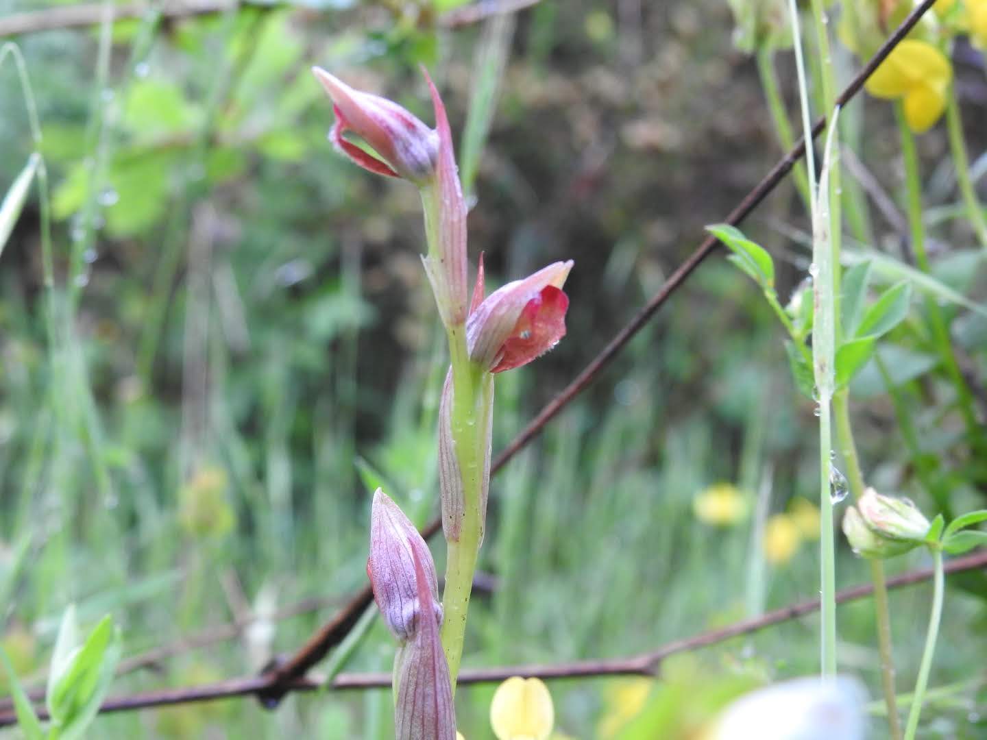 Serapias parviflora
