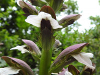 Acanthus mollis