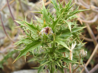 Carlina corymbosa
