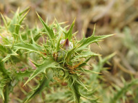 Carlina corymbosa