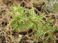 Carlina corymbosa