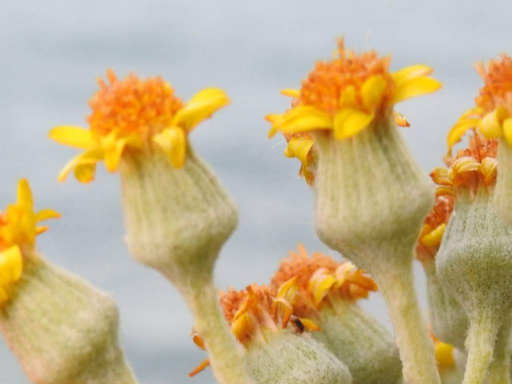 Jacobaea maritima