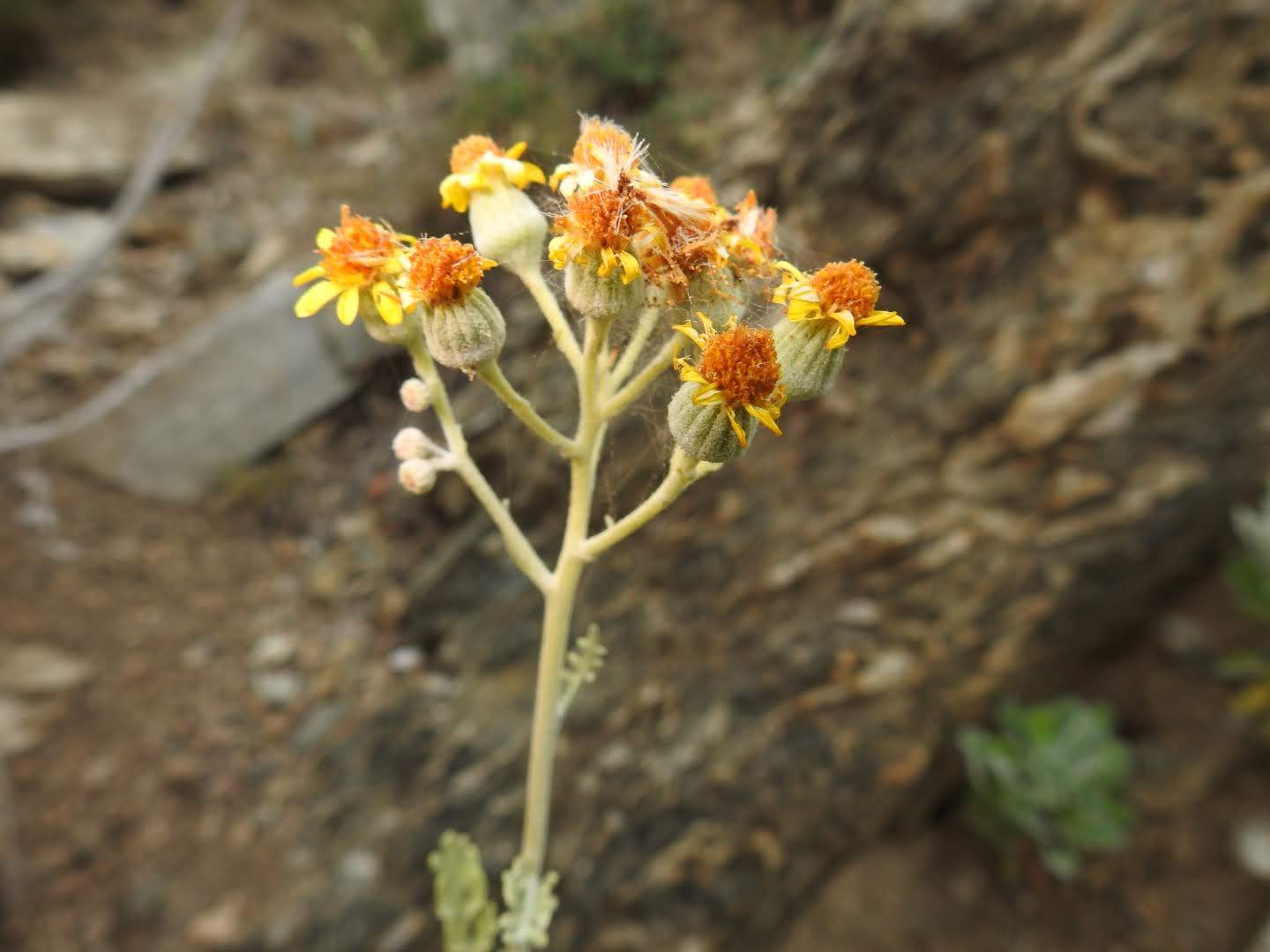 Jacobaea maritima