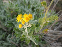Jacobaea maritima