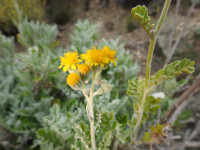 Jacobaea maritima
