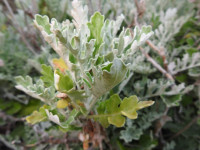 Jacobaea maritima